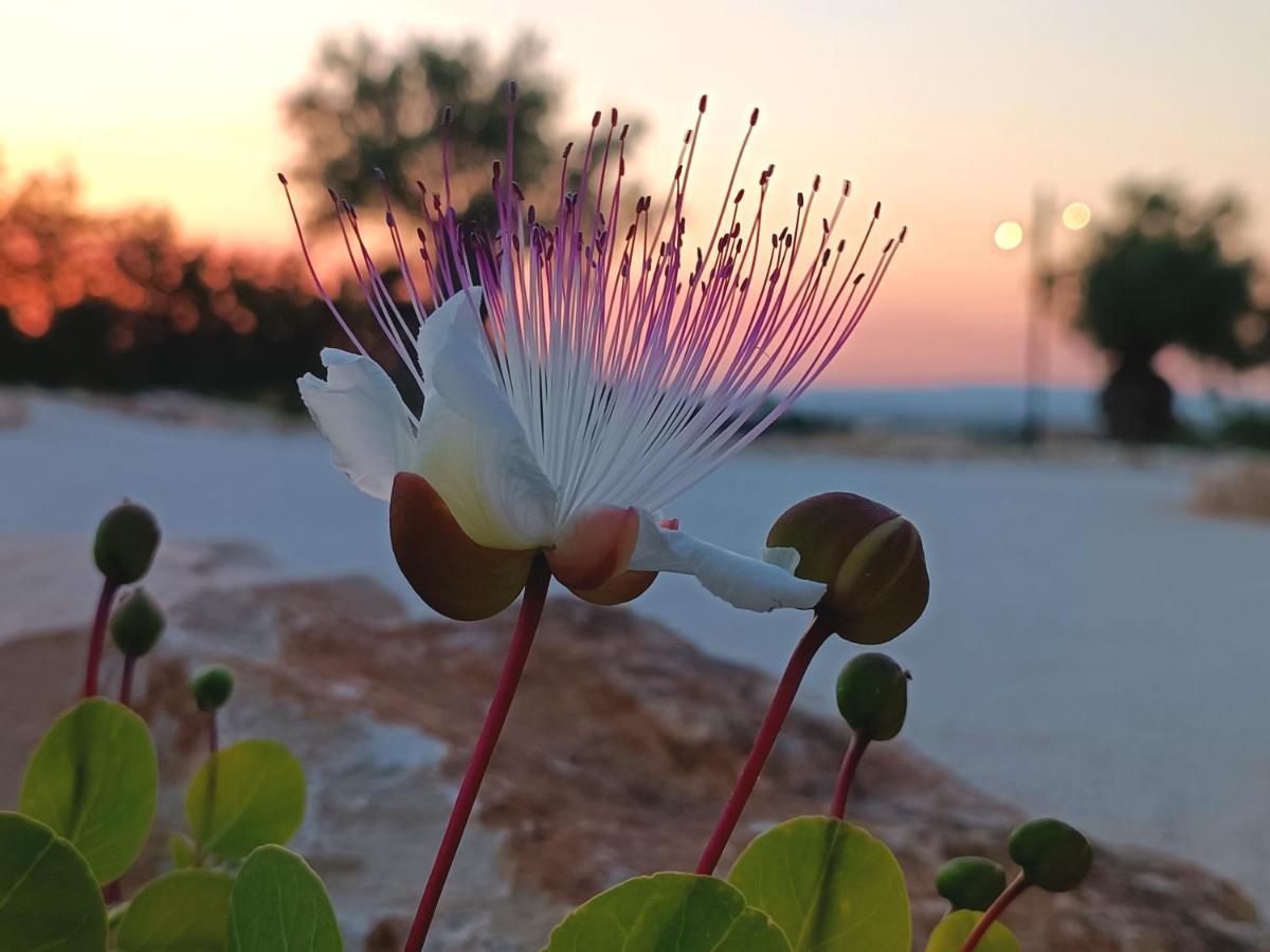 Carrua Konuk evi Marzamemi Dış mekan fotoğraf